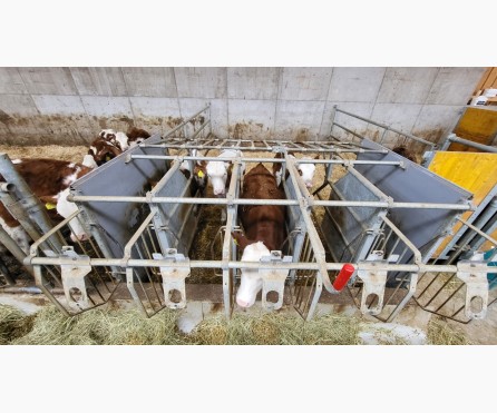 Schauer, boxes vitelos